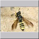 Cerceris quadricincta - Knotenwespe w04a 11mm.jpg